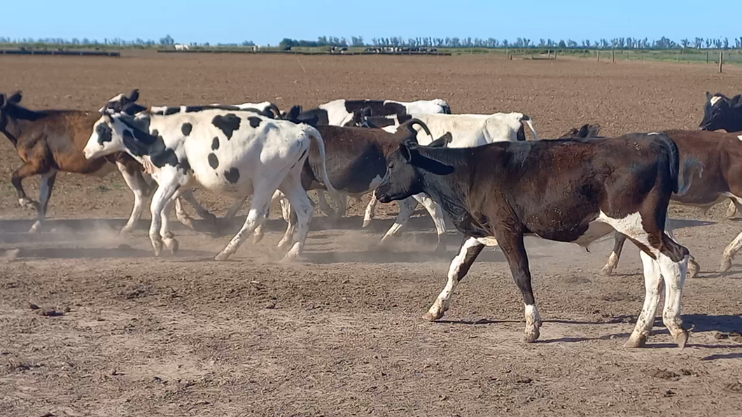 Lote 40 Novillitos Holando Argentino en Porteña, Córdoba