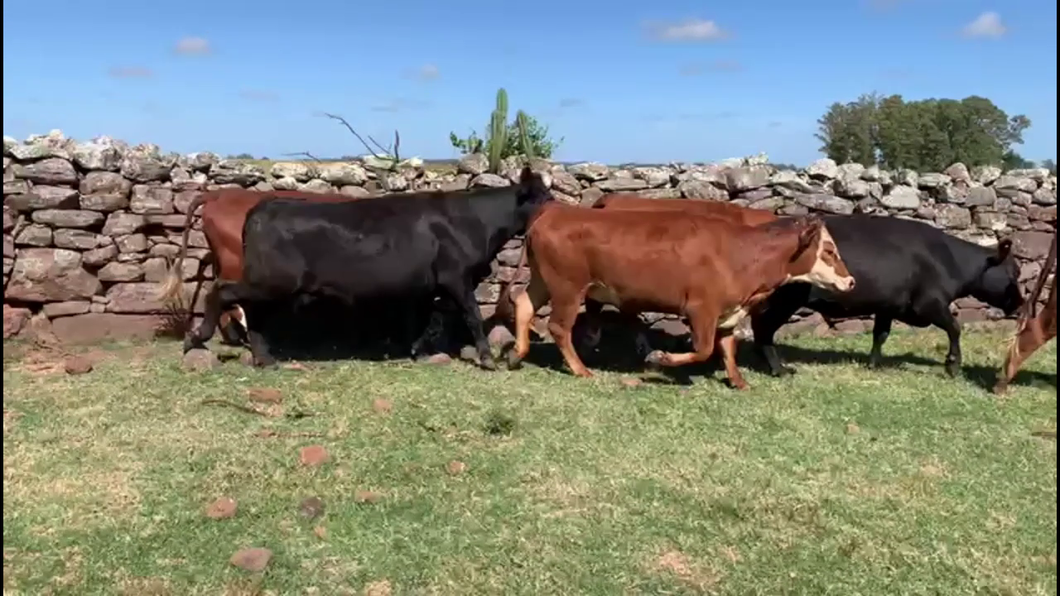 Lote VACAS PREÑADAS