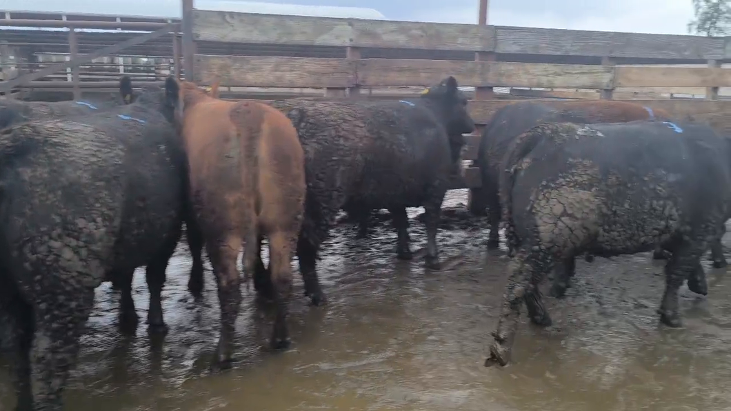 Lote 20 Vaquilla Gorda en Los Ángeles, VIII Región Biobío
