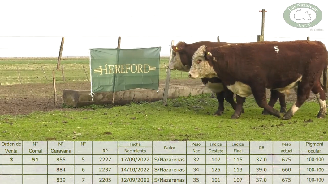 Lote Cabaña Las Nazarenas - Toros Polled Hereford Puros Registrados