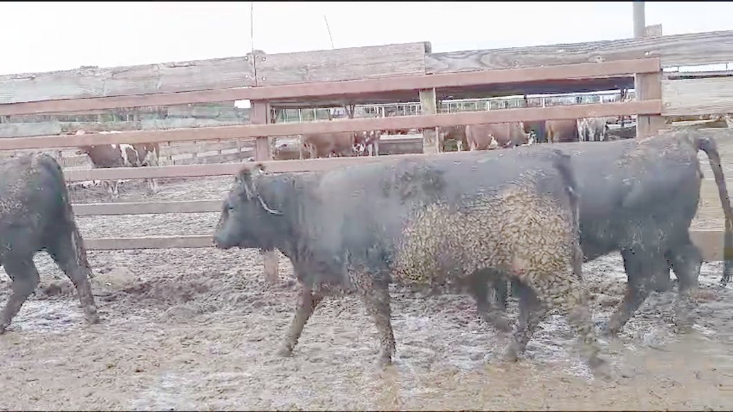 Lote 20 Vaquilla Gorda en Los Ángeles, VIII Región Biobío