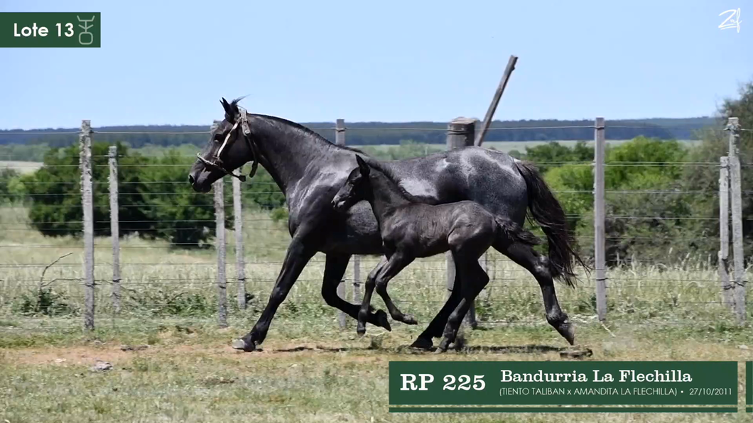 Lote Bandurria La Flechilla