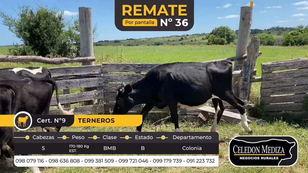 Lote 5 Terneras en Otra Localidad, Colonia