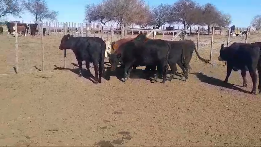 Lote 10 Vaquillonas  Angus y Caretas a remate en Pantalla Aniversario - Escritorio Camy en Dolores