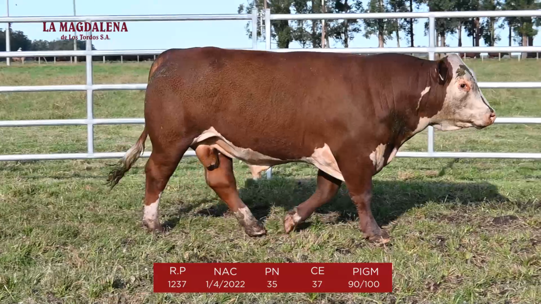 Lote 10 - POLLED HEREFORD PURO de ORIGEN 