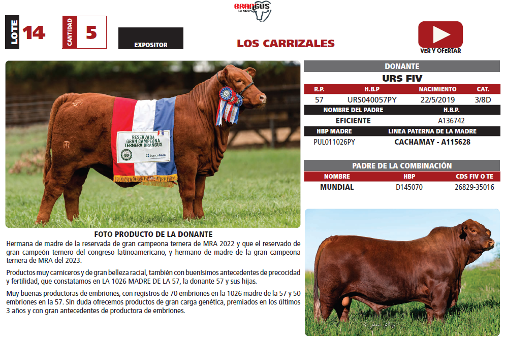 Lote LOTE 14