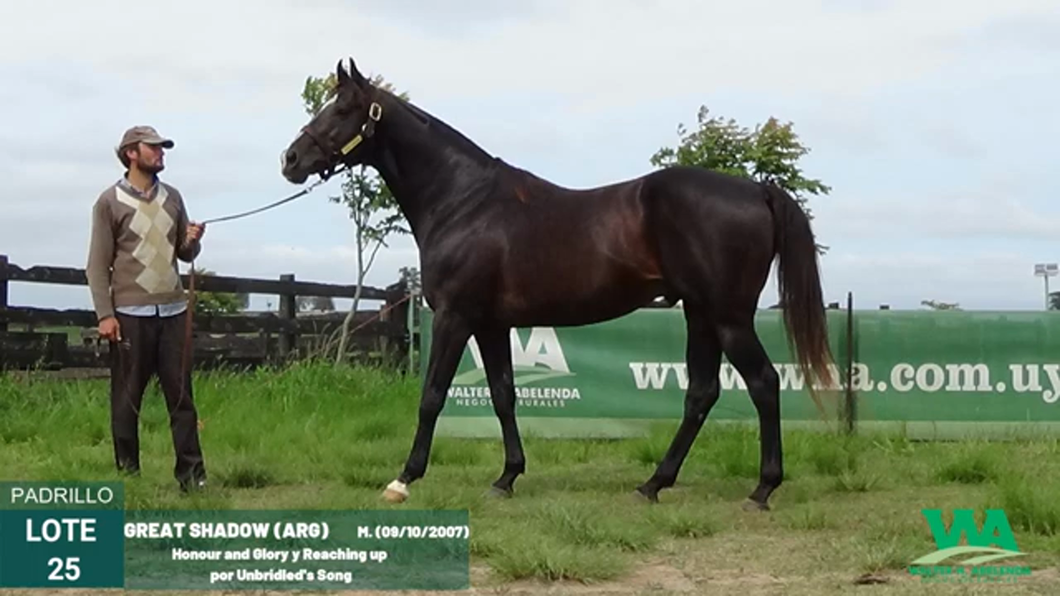 Lote GREAT SHADOW (Arg)