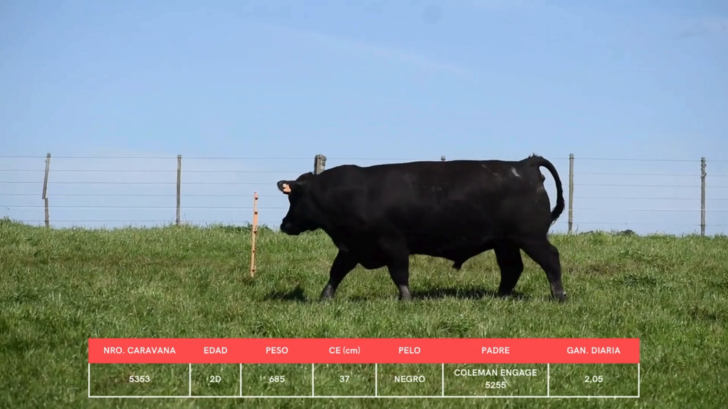 Lote Toros a remate en La Concepcion y El Carobal, Cerro Largo