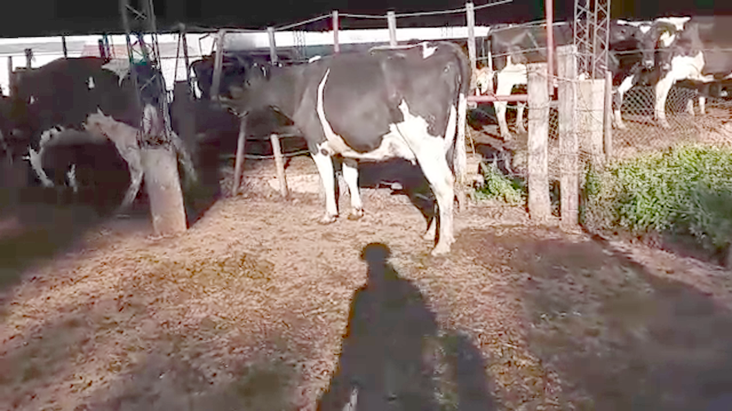 Lote (Vendido)2 Vacas de Invernada HOLANDO a remate en PANTALLA CAMY - SAN JOSE  1500 VACUNOS 550kg - , San José