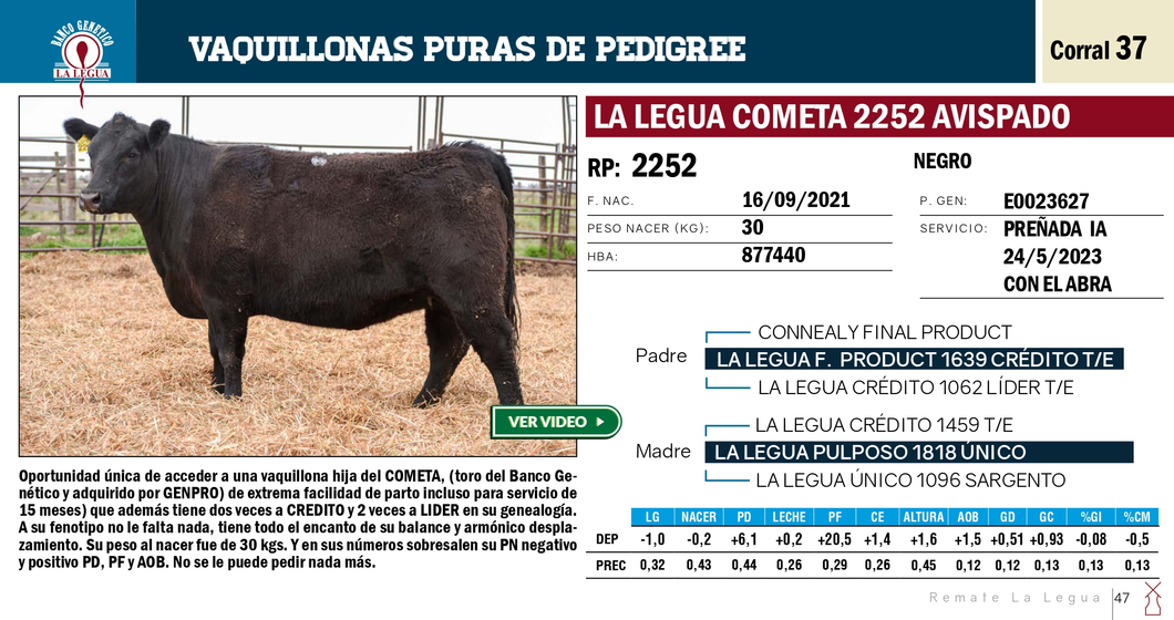 Lote VAQUILLONAS PP REMATE