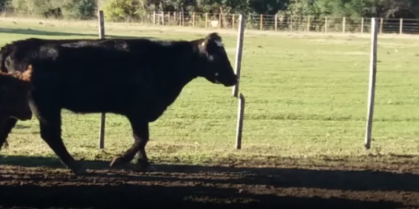 Lote 4 Piezas de cría en Colonia