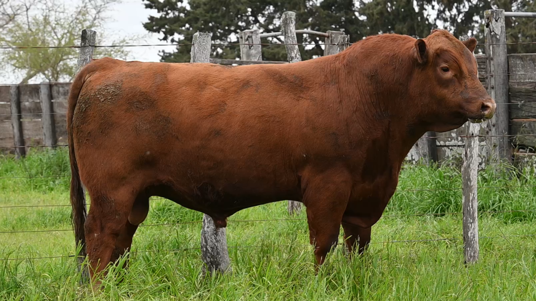 Lote 3 Toros RED ANGUS a remate en Los Novilleros, Montevideo