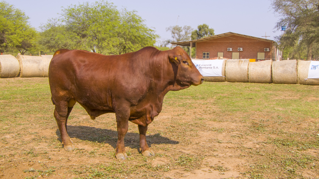Lote Toros