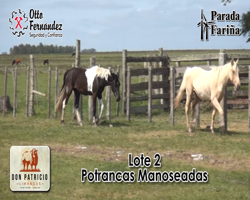 Lote Potranca