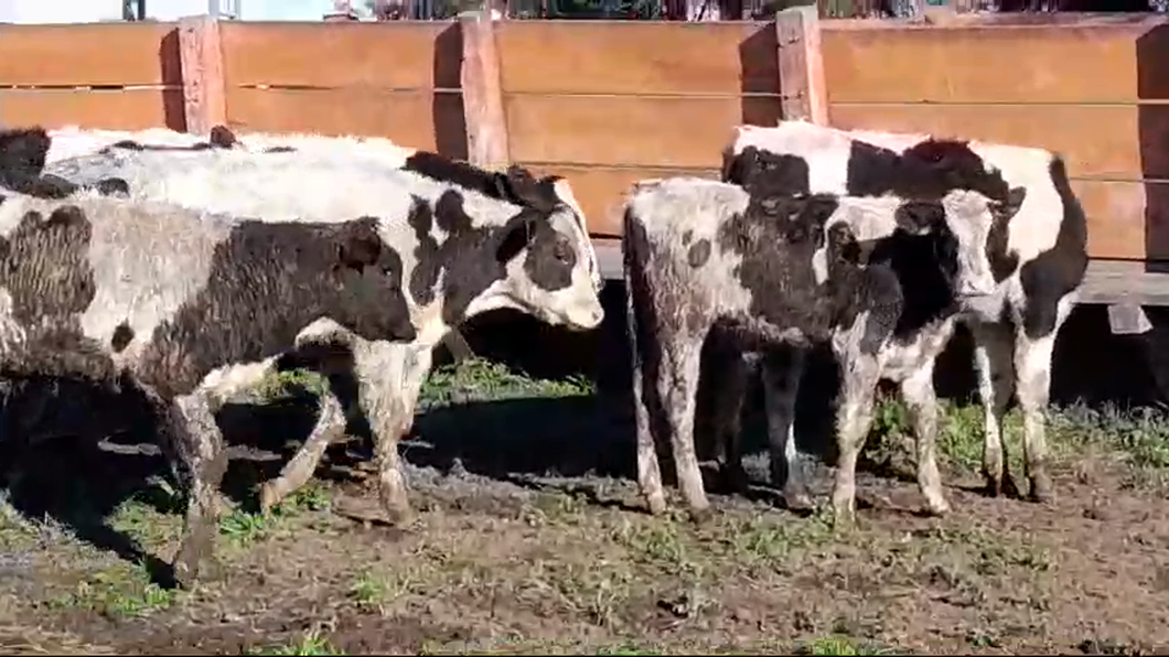 Lote 20 Terneros Holando HOLANDO a remate en #48 Pantalla Carmelo 185kg -  en CUFRE