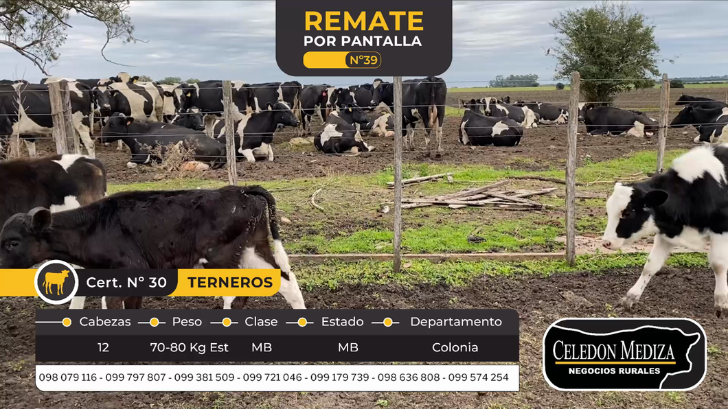 Lote 13 Terneros en Conchillas, Colonia