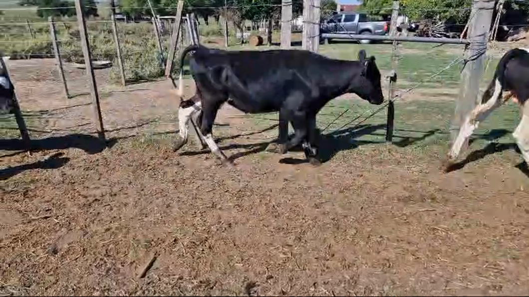 Lote 25 Terneros a remate en Pantalla Camy, San José