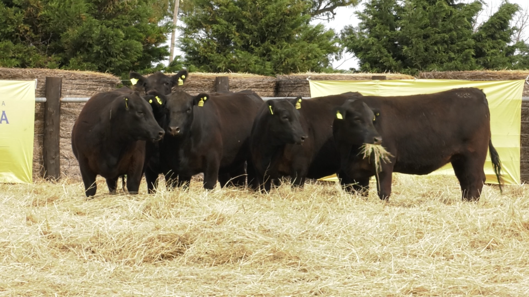 Lote VAQUILLONAS ANGUS PURO CONTROLADAS PARICION OTOÑO