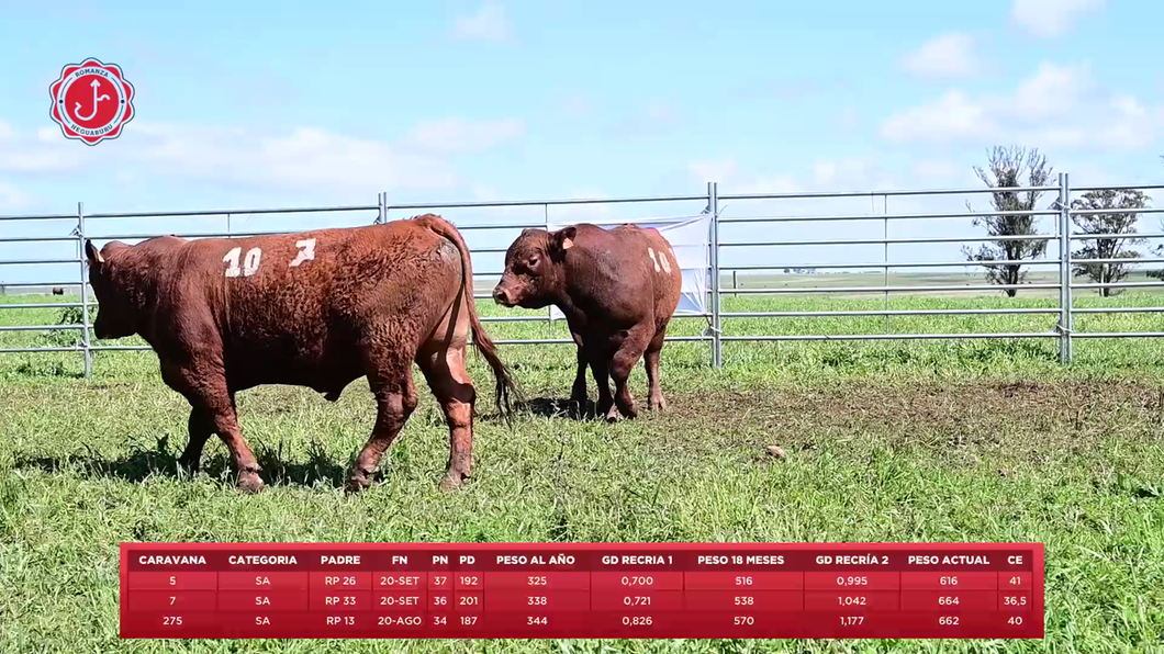 Lote 3 Toros a remate en 8º Remate Anual - Estancia Romanza, Tacuarembó