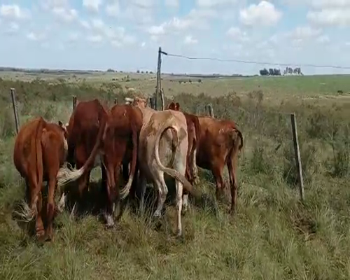 Lote 8 Vacas de Invernada PAMPAS Y CRUZAS a remate en Pantalla Camy 360kg - , San José