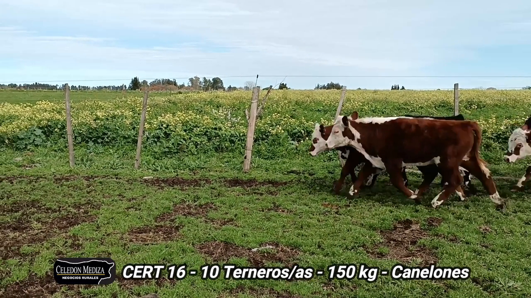 Lote 10 Terneros y Terneras en Juanicó, Canelones