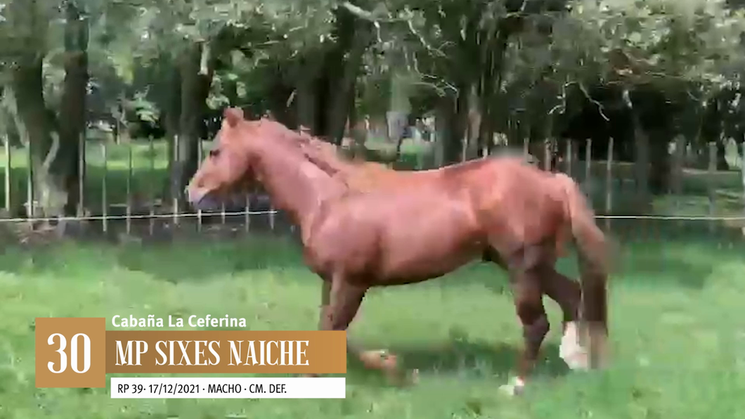 Lote Yeguarizos a remate en Entre Razas , San José