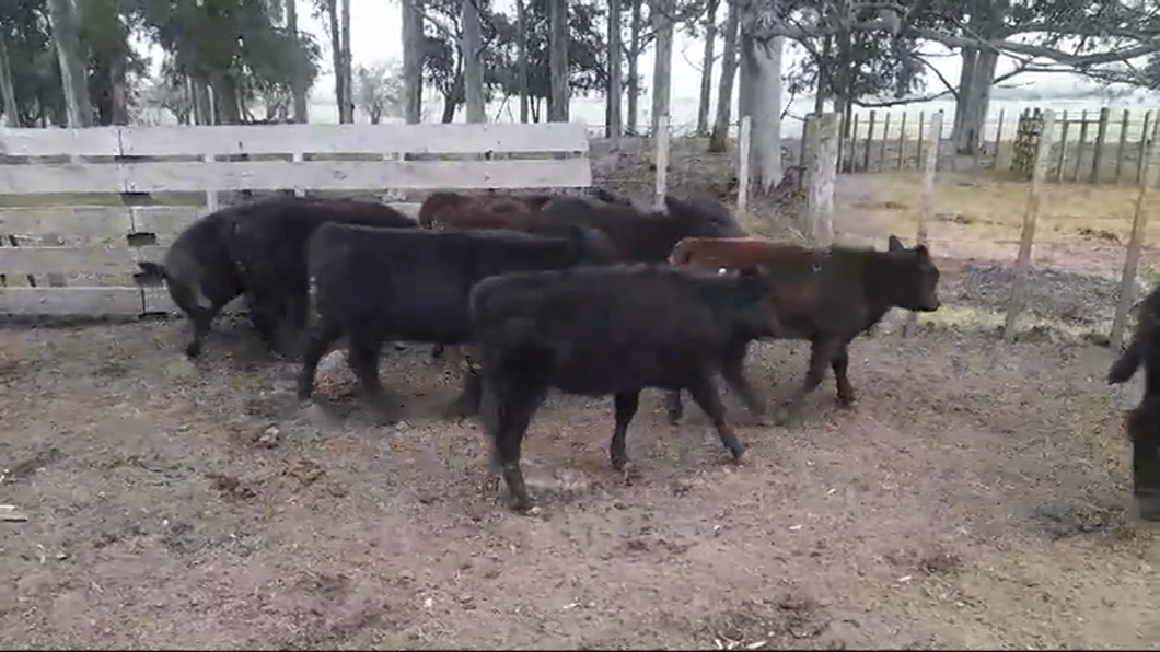 Lote (Vendido)8 Terneras ANGUS a remate en #47 Pantalla Carmelo 170kg -  en OMBUES DE LAVALLE