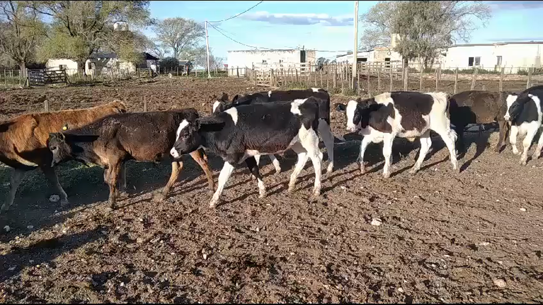 Lote 37 Terneros Holando en Olavarría, Buenos Aires