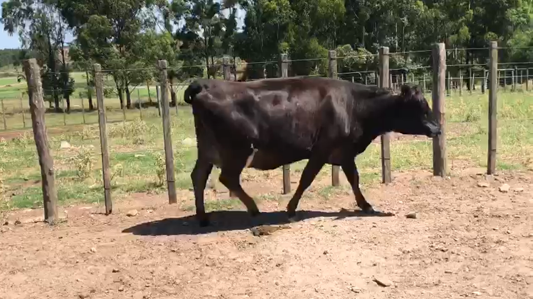 Lote 2 Vaquillonas  Normando y Kiwi a remate en Ultima Pantalla del Año - Escritorio Camy 400kg -  en Coronilla