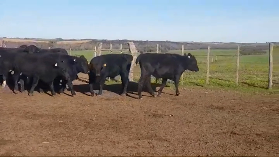 Lote (Vendido)12 Novillos ANGUS a remate en #46 Pantalla Carmelo 400kg -  en POLANCOS