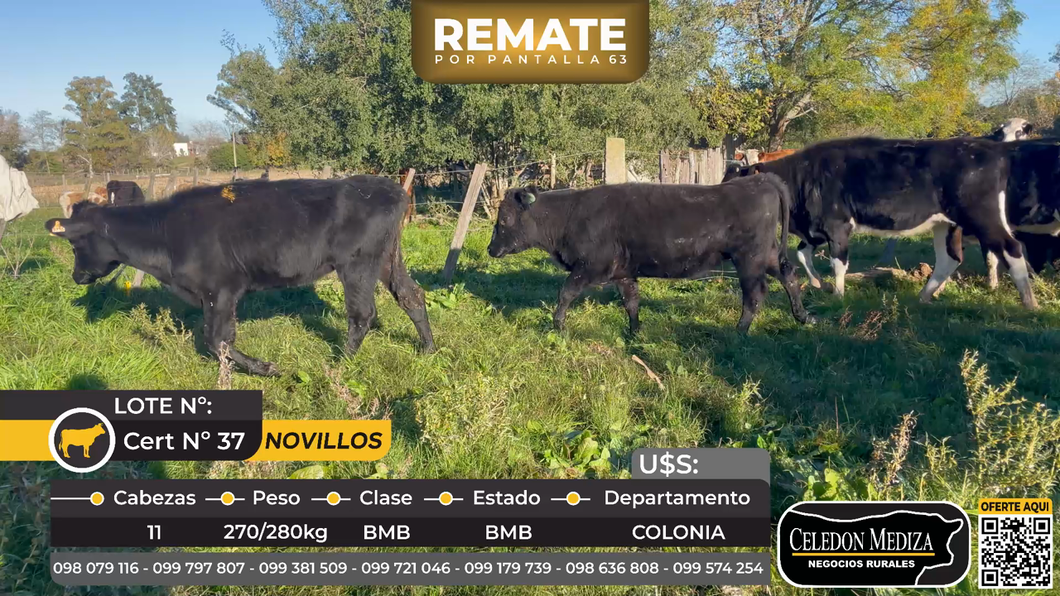 Lote 11 Vaquillonas  en La Horqueta, Colonia