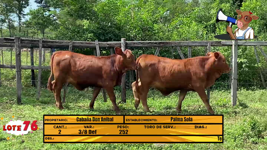Lote LOTE 76