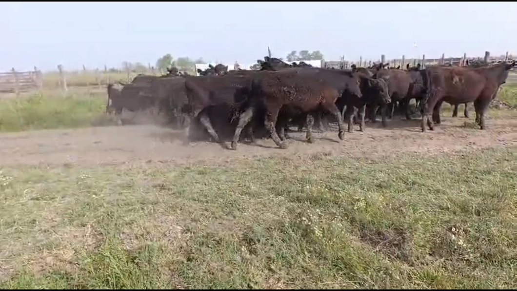 Lote 53 Novillitos