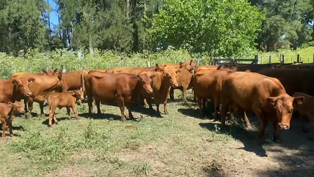 Lote 21 Vacas Nuevas y Medio Uso C/ cria en Brandsen, Buenos Aires