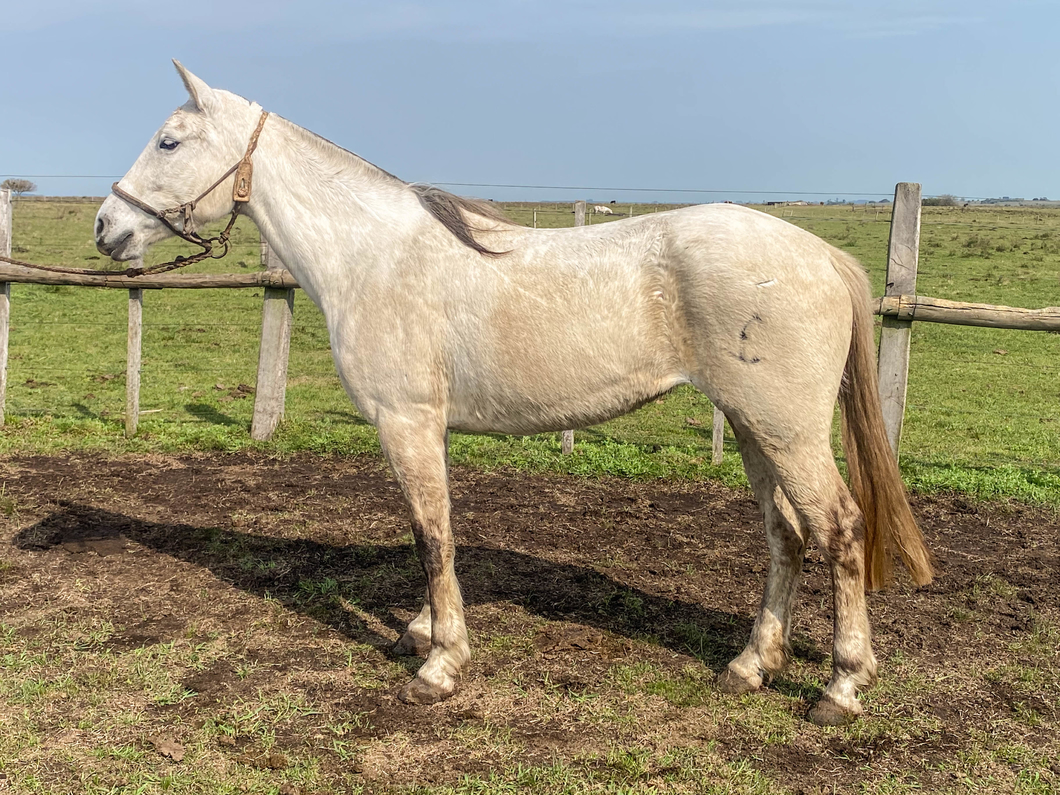 Lote SACRISTIA DE LOS RELINCHOS