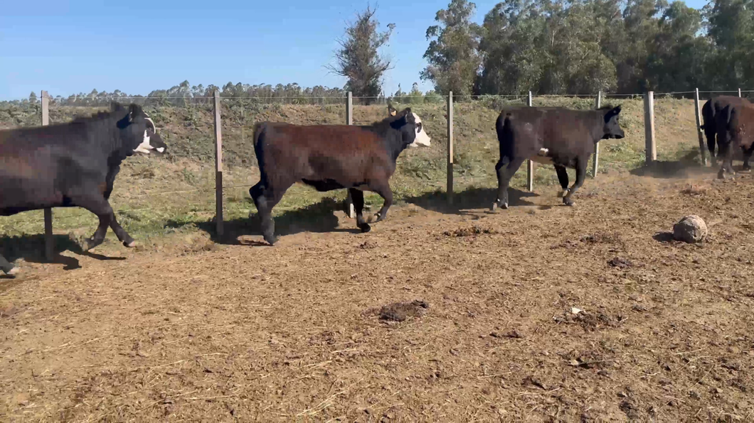 Lote 36 Vaquillonas preñadas en Sauce, Canelones