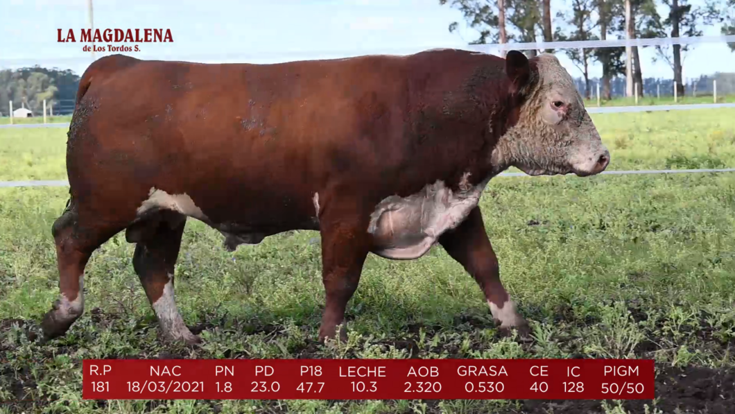 Lote Brete 11 - Polled Hereford