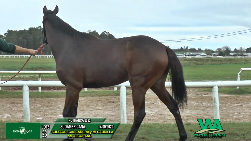 Lote SUDAMERICANA