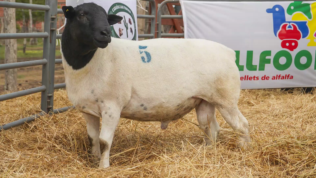 Lote DORPER MACHO