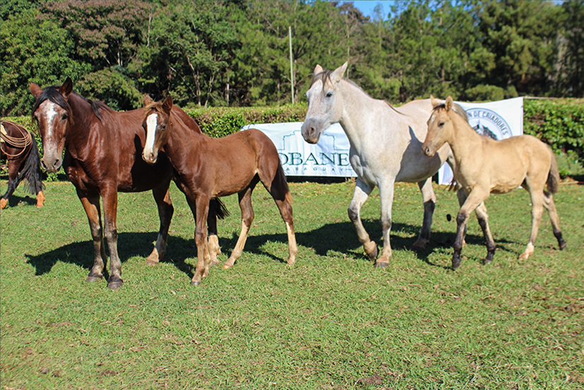 Lote LONQUIMALAL LINDURITA