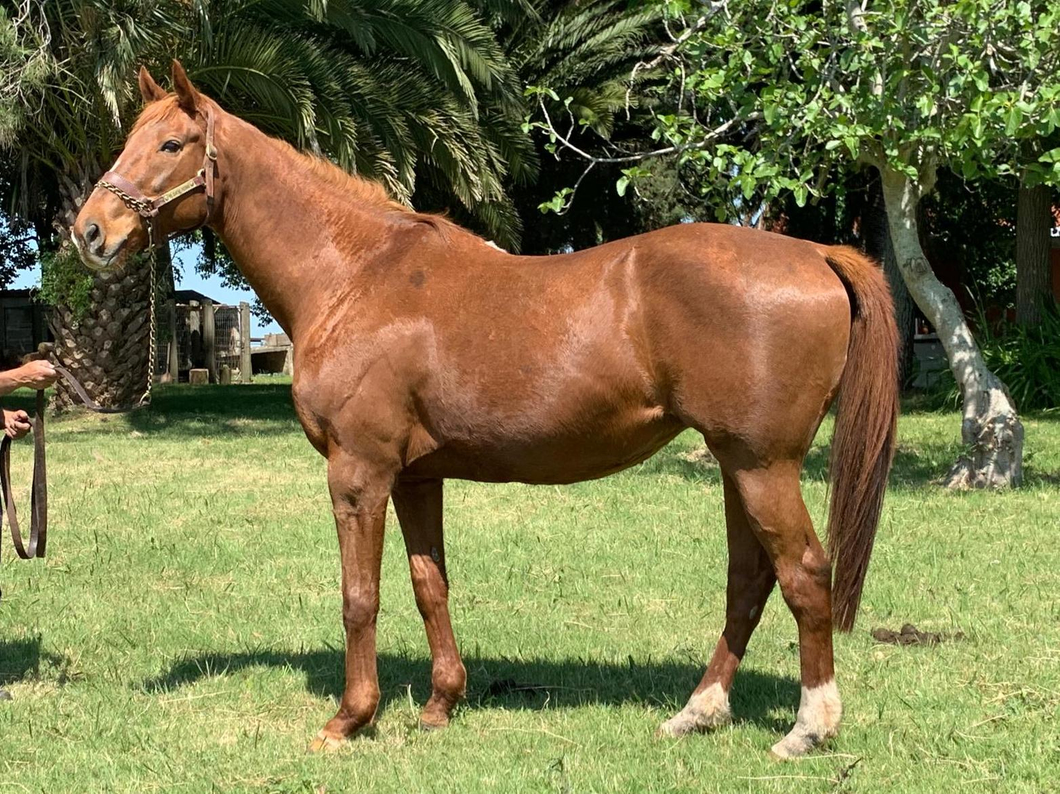 Lote Betty la Fea – Yegua Preñada de Invasor