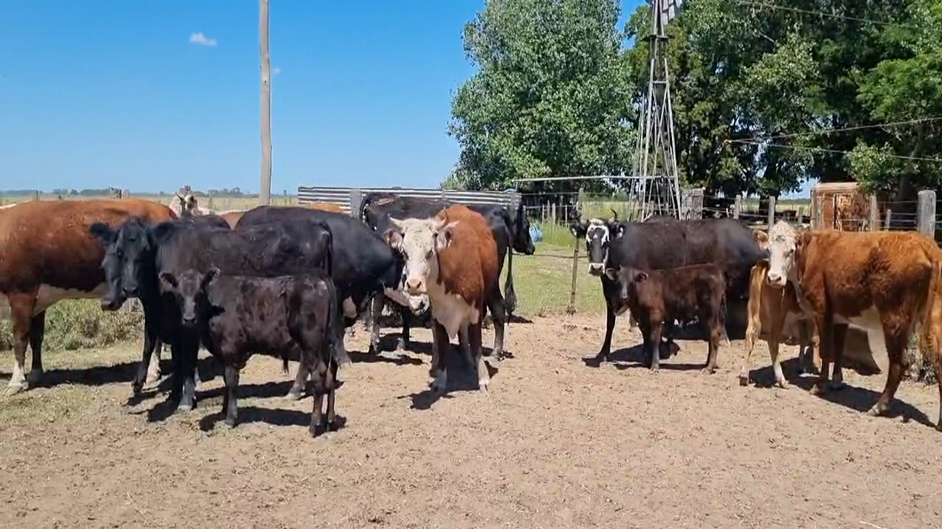 Lote 19 Vaquillonas Paridas en Chascomús, Buenos Aires