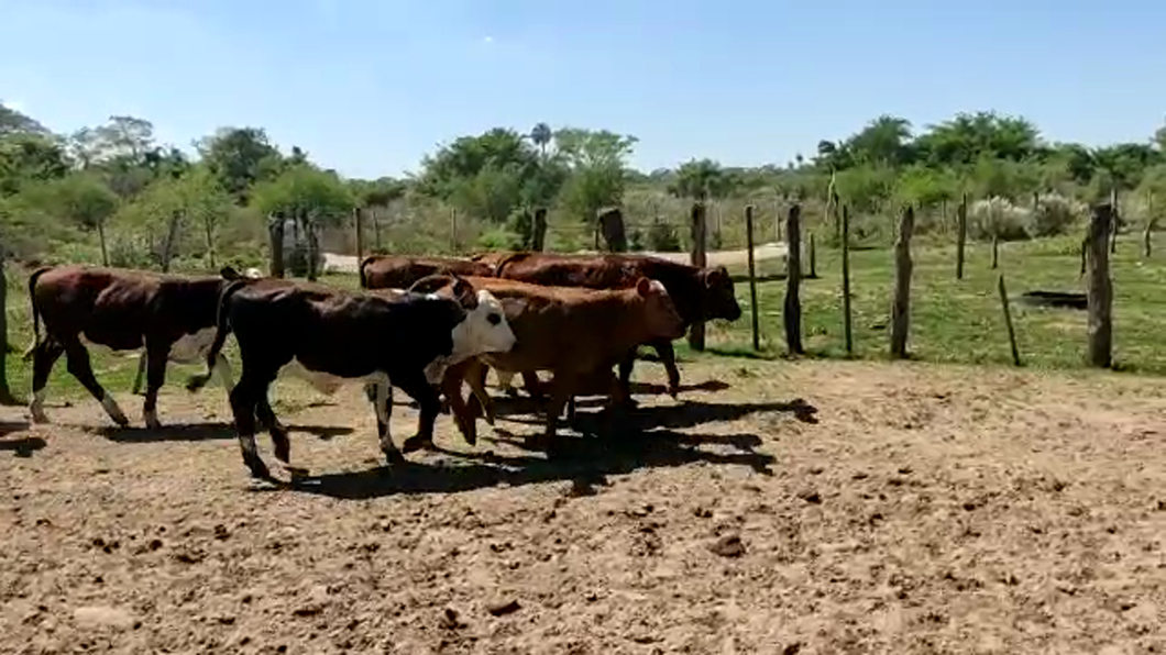Lote 85 Terneras en Goya, Corrientes