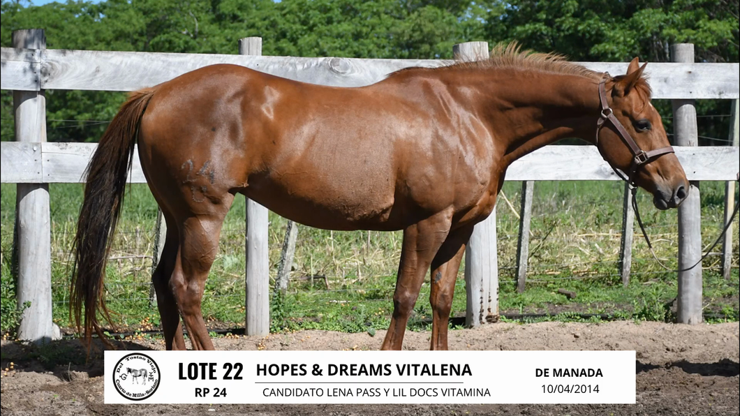 Lote HOPES & DREAMS VITALENA