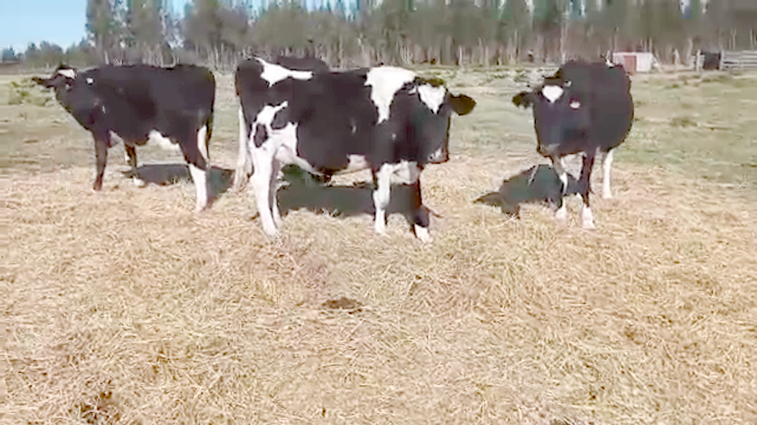 Lote (Vendido)4 Vacas de Invernada HOLANDO a remate en PANTALLA CAMY - SAN JOSE  1500 VACUNOS 480kg - , San José