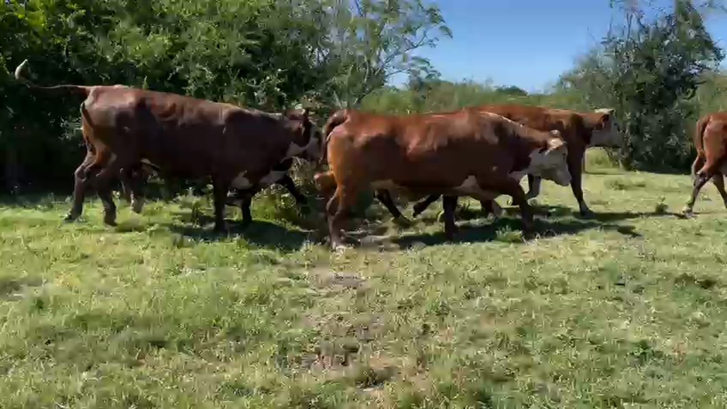 Lote 70 Vacas faena UE