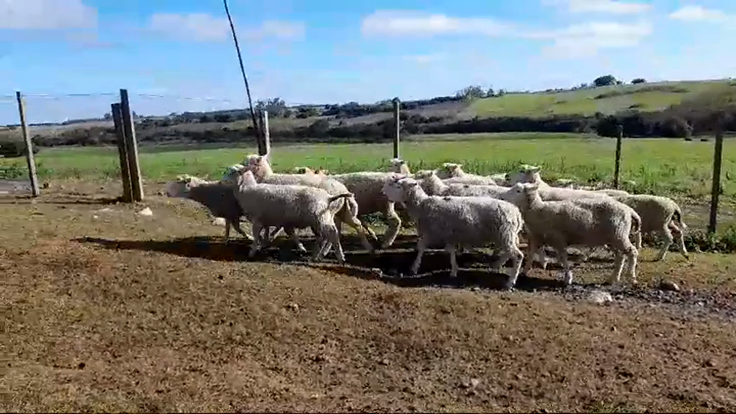 Lote 15 Corderos HIGHLANDER a remate en #46 Pantalla Carmelo 35kg -  en BARKER