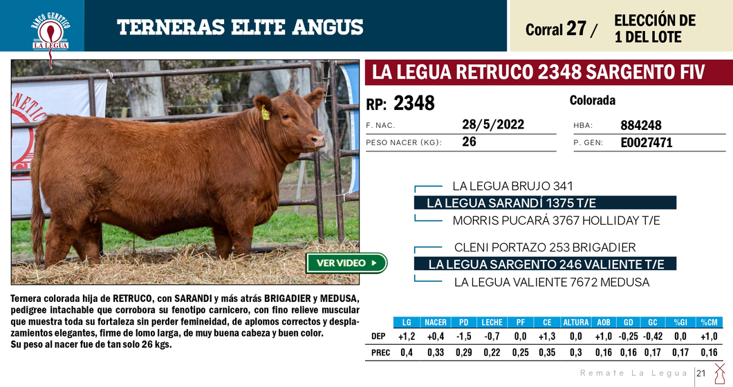 Lote TERNERAS ELITE