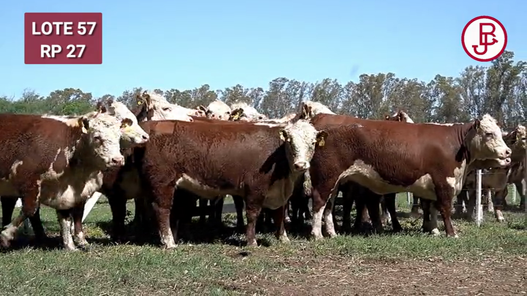 Lote VAQUILLONAS PREÑADAS Polled Hereford -PARICION OTOÑO 2024-