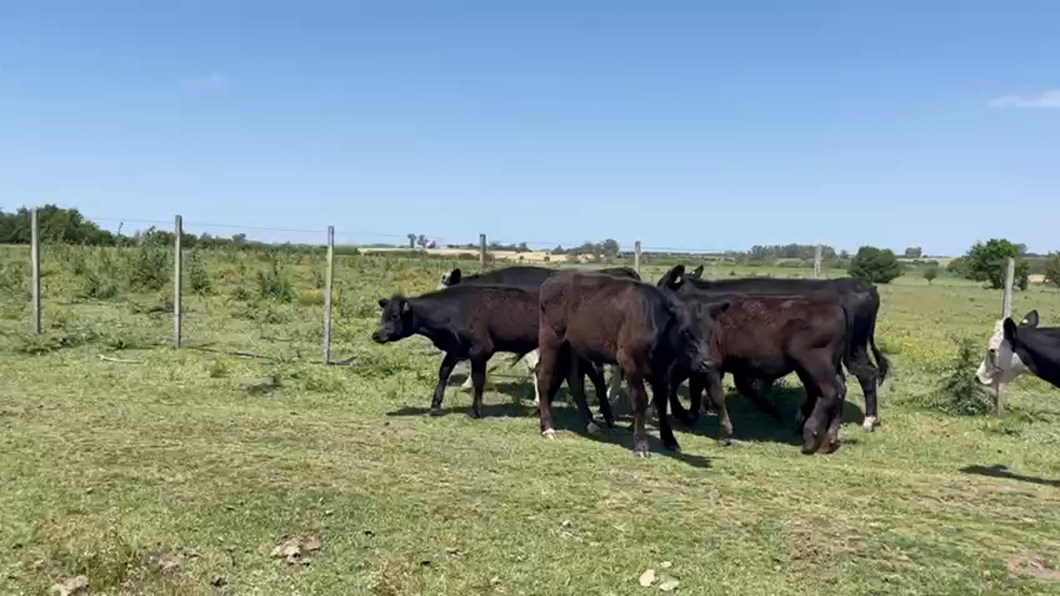 Lote TERNEROS